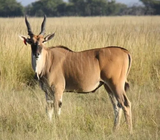 ELAND